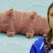İklim Aktivisti Greta Thunberg’in adı bir kez daha bir hayvana verildi