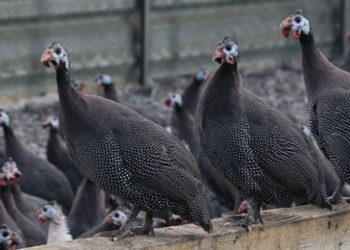 Kenesavar keklik ve tavuklar Yozgat’ta üretiliyor