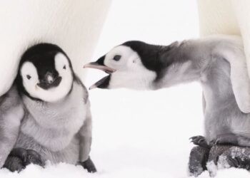 Antarktika’da geçirilen iki kış: Alman fotoğrafçı 10 bin penguen ile birlikte yaşayıp, onları fotoğrafladı