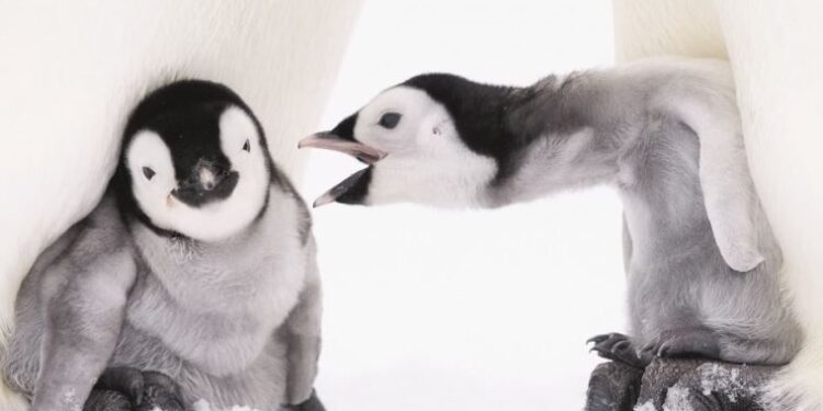 Antarktika’da geçirilen iki kış: Alman fotoğrafçı 10 bin penguen ile birlikte yaşayıp, onları fotoğrafladı