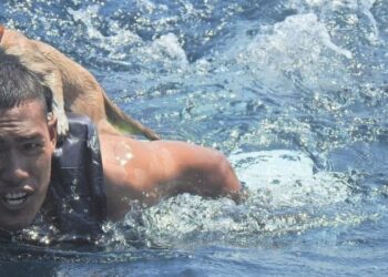 Tayland donanmasına bağlı denizciler yanmakta olan gemide mahsur kalan 4 kediyi kurtardı