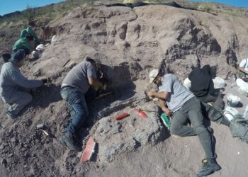Arjantin’de titanozor fosili bulundu: Türünün en eski örneği olabilir