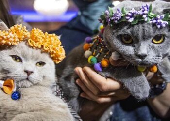 Ankara’da “Kedi Güzellik Festivali” düzenlendi