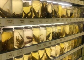 İstanbul’daki bu müzeyi çok fazla kişi bilmiyor! 450’den fazla balık türü sergileniyor