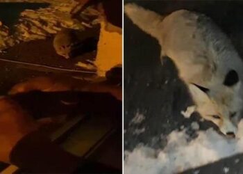 Her gün evinin önüne gelen tilkiyi eliyle besliyor