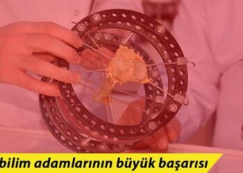 Türk bilim adamlarının büyük başarısı! Kudret narının kemik kırığı tedavisinde kullanılabileceği ispatlandı