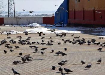 Yem bulmakta zorlanan kuşlara, her yıl 60 ton buğday veriyorlar