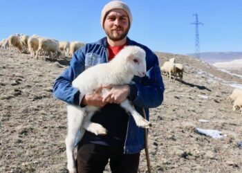 Avukat olmak yerine çoban oldu!