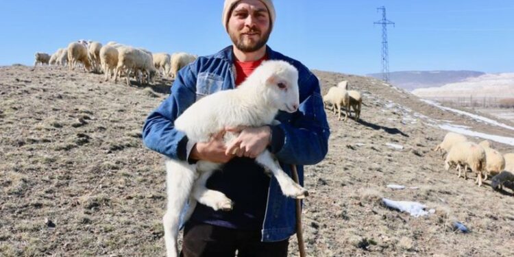Avukat olmak yerine çoban oldu!