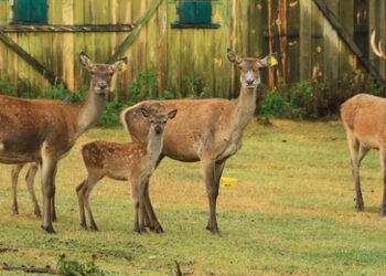 2 geyikle kuruldu, çok sayıda kızıl geyiği doğaya kazandırdı