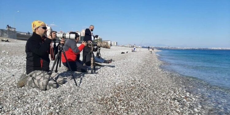 Türkiye’de nadir görülüyor… Sahile akın ettiler