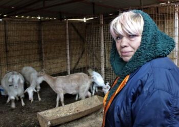 Kesime gidecek hamile keçileri kurtaran hayvansever, yem yardımı bekliyor