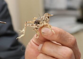 Neslinin tükendiği sanılan çekirge türünü dünyaya tanıtıyor