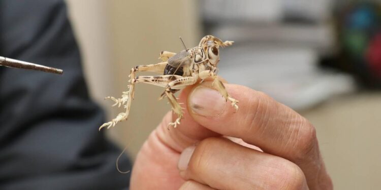 Neslinin tükendiği sanılan çekirge türünü dünyaya tanıtıyor