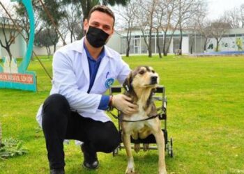 Otomobilin çarptığı ‘Kırçıllı’ hayata özel yürüteçle tutundu