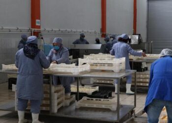 İtalya’da gördü, Niğde’de kurdu! Şimdi dünyaya ihraç ediyor