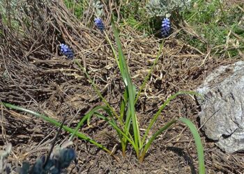 Amanos Dağları’nda yeni sümbül türü keşfedildi