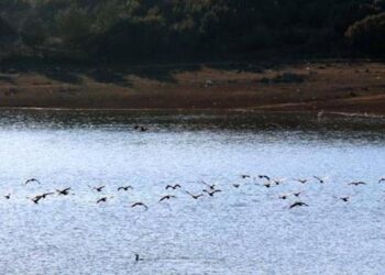Onaç Baraj Göleti’nde kuş türleri artıyor