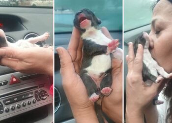 Esenyurt’ta donmak üzere olan yavru köpeği araç klimasında ısıtarak kurtardılar