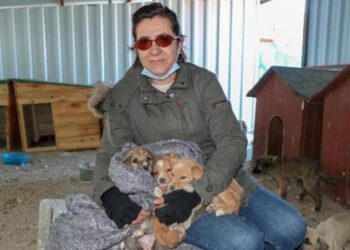 ‘Can Evi’ndeki sokak köpeklerini, soğuktan battaniyeye sararak koruyorlar