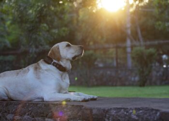 Evcil hayvanlara mikroçip uygulaması başlıyor