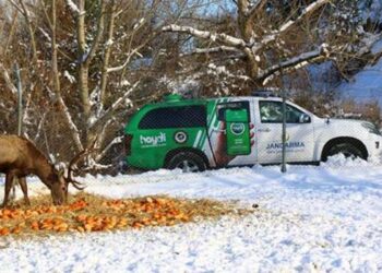 Sinop, Çorum ve Kastamonu’da yaban hayvanları için doğaya yiyecek bırakıldı