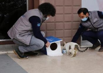 Başakşehir’de Dünya Kediler Günü’nde sevimli dostlar unutulmadı