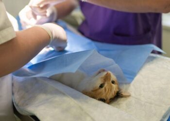 Geleceğin kadın veteriner hekimlerine STEM desteği