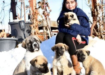12 yaşındaki Naz, Kangal köpekleriyle büyüyor