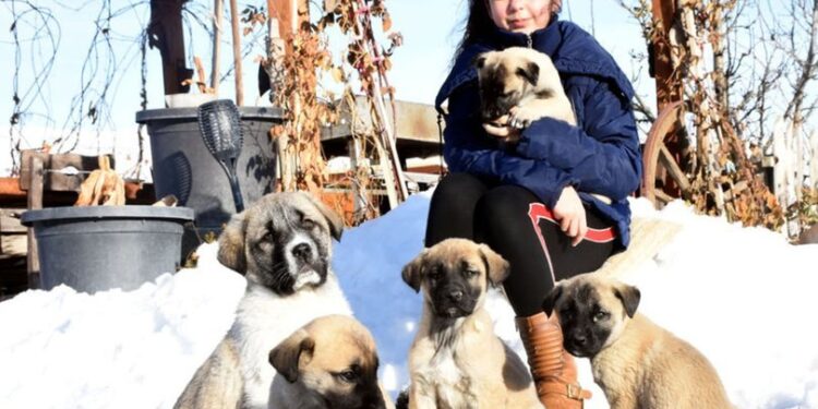 12 yaşındaki Naz, Kangal köpekleriyle büyüyor