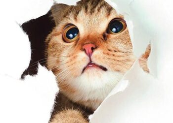 Helal olsun İkizdere! İlçede evcil hayvan satışı yasaklandı