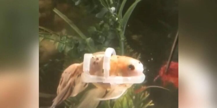 Yüzemeyen Japon balığına özel can yeleği