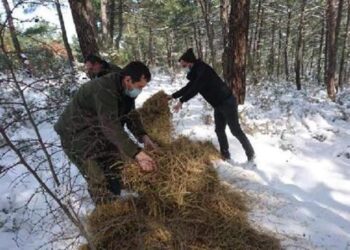 Edirne’de yaban hayvanları için doğaya 1 ton 100 kilo yem bırakıldı