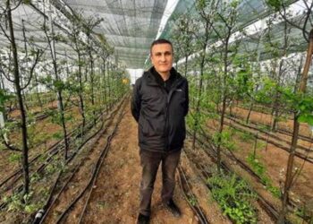 Ziraat mühendisi aile, kış mevsiminde serada erik üretiyor