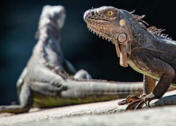Arjantinli bilim insanları keşfetti: İlk dinozorlar ile aynı yaşta olan yeni bir sürüngen türü