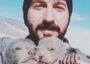 Yavru ayıları kendi yiyecekleriyle beslediler