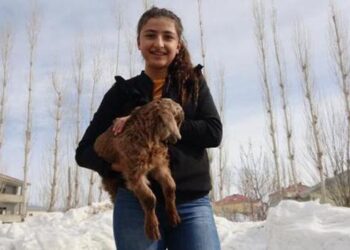 Yüksekovalı ailenin evinde baktığı, arka bacakları kısa oğlağa protez yürüteç