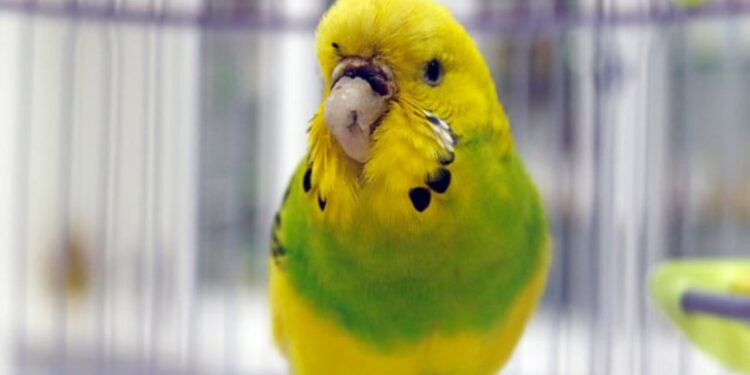 Muhabbet kuşu ‘Cevriye’ye, diş protezinden gaga