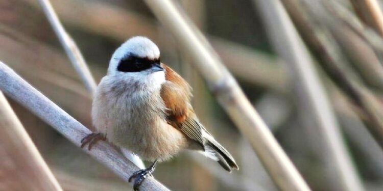 Hersek Lagünü’nde yeni bir kuş türü daha görüldü