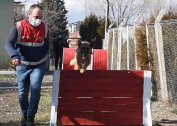 Özel eğitimli köpekler Kütahya’nın en çalışkanları oldu