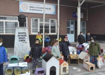 İlkokul öğrencileri sokak kedileri için 60 yuva yaptı