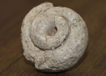 Adıyaman’da 70 milyon yıllık salyangoz fosili bulundu