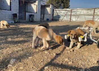 Felçli köpeği ‘su borusundan yürüteç’ ile hayata bağladı