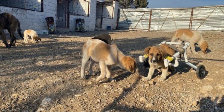 Felçli köpeği ‘su borusundan yürüteç’ ile hayata bağladı