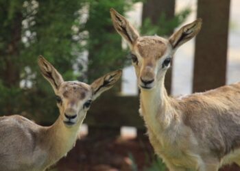Doğadaki 100 tür için koruma eylem planı