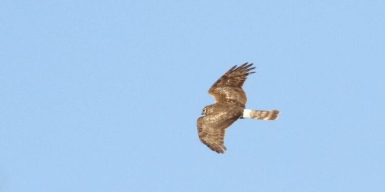 Ballıkayalar’da görüldü… Nesli tükeniyor!