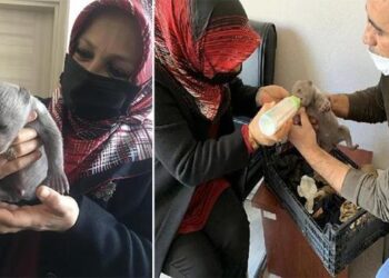 İşçilerin bulduğu yavru ayı korumaya alındı