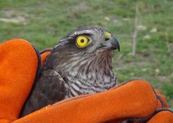 Çanakkale’de tedavi edilen 2 atmaca doğaya salındı