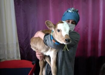 ‘Yaşamaz’ denilen buzağıyı beşiğe yatırıp, biberonla besliyor