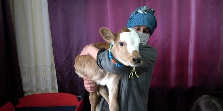 ‘Yaşamaz’ denilen buzağıyı beşiğe yatırıp, biberonla besliyor